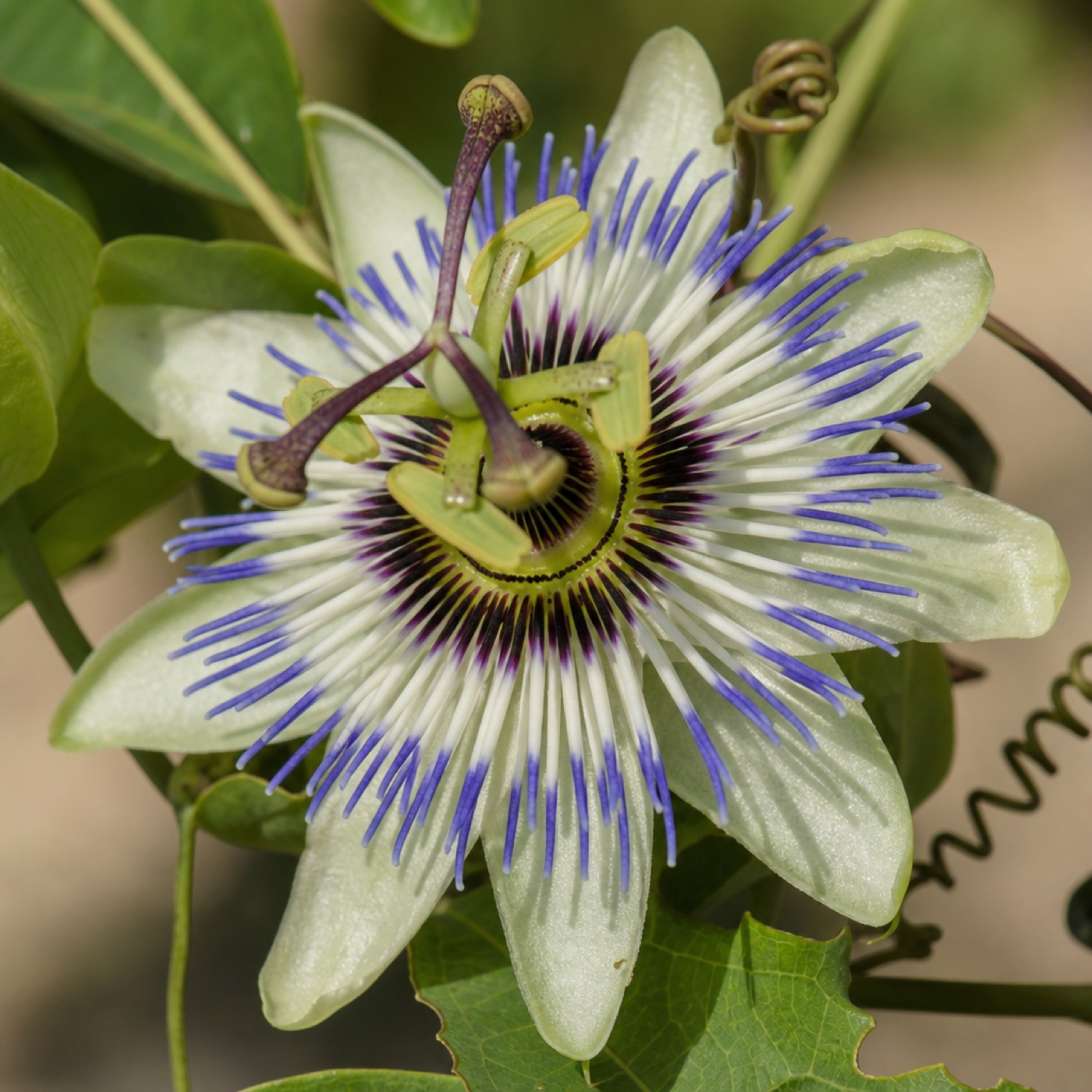 Květ mučenky passiflora